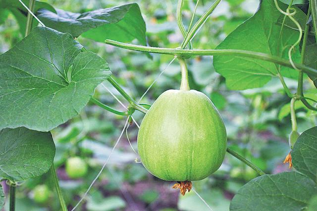 記者出訪時適逢香瓜收成，在溫室內見到淡白青綠而扁圓的香瓜，由播種至採收約55 - 65天，一枝一果。（周翠玲攝）