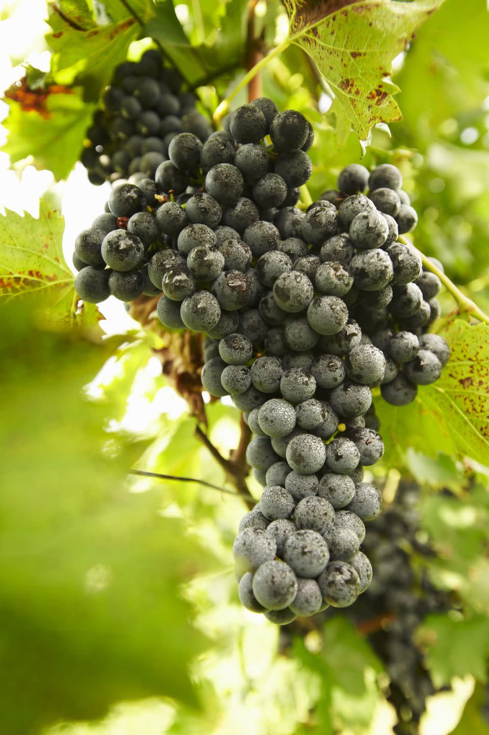 <p><strong>State Red Wine Grape: Chambourcin </strong></p><p>In 2019, the state declared the Chambourcin their official red wine grape, and the Vignoles became the official white wine grape. </p>