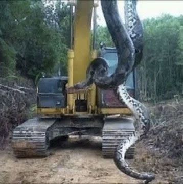 The snake's body measured 10m long and one metre wide. Photo: YouTube