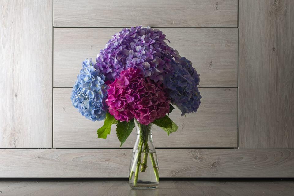 hydrangea flowers