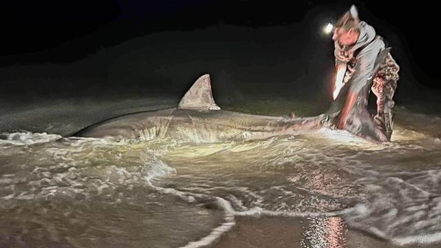 Dos pescadores pensaron que habían atrapado a un tiburón tigre, pero era  algo mucho más grande