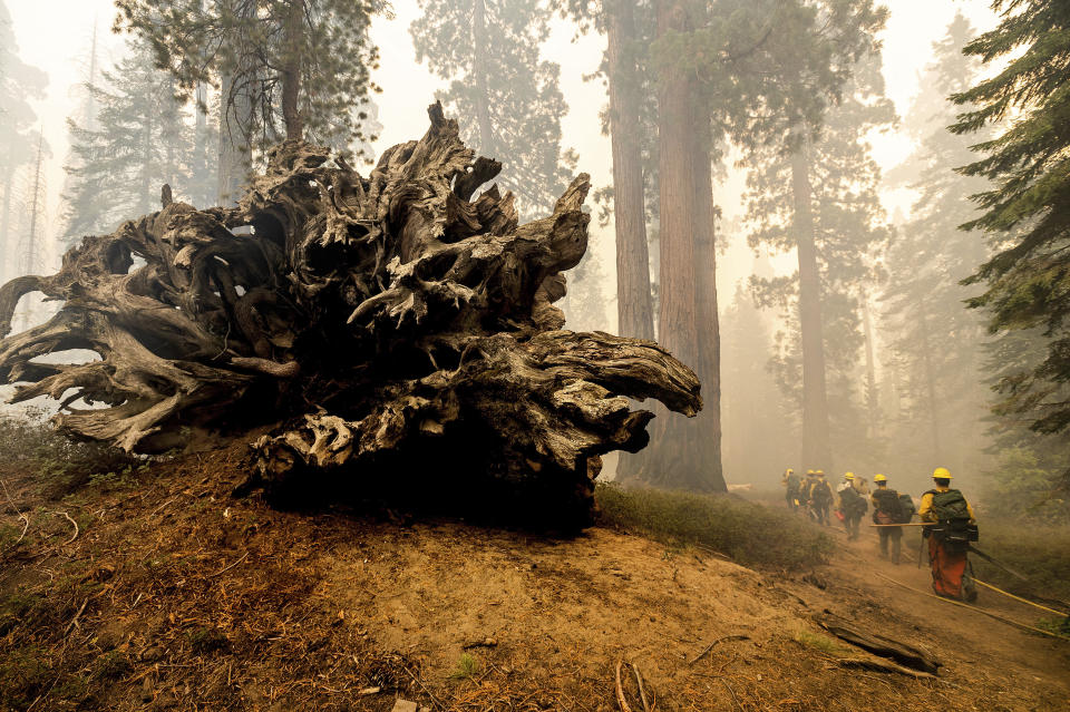 FILE - In this Sunday, Sept. 19, 2021, file photo, firefighters battle the Windy Fire as it burns in the Trail of 100 Giants grove of Sequoia National Forest, Calif. The California highway connecting visitors to the world's two largest sequoia trees remains closed so crews can remove as many as 10,000 trees weakened by wildfires, drought, disease or age. (AP Photo/Noah Berger, File)