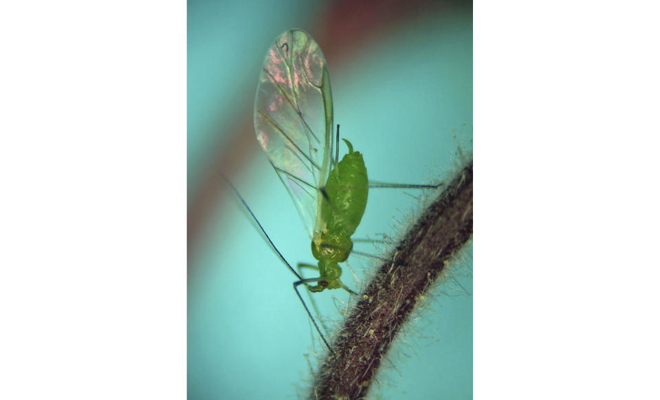 In this photo provided by Andrew Jensen, an aphid feeds on a native flowering plant called "prairie smoke" (Geum triflorum) in Idaho near Slate Creek in the Nez-Perce National Forest on May 25, 2013. The species name is Macrosiphum euphorbiae, also known as "potato aphid," which is native to the U.S. and Canada. As if the smoke and haze sweeping in from fires in Canada weren’t enough, some parts of New York City are swarming with aphids. (Andrew Jensen via AP)