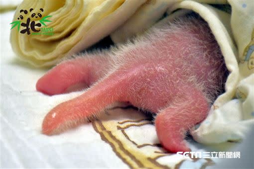 新生大貓熊寶寶粉嫩嫩的小尾巴（6月29日，出生第2天）。（圖／台北市立動物園提供）