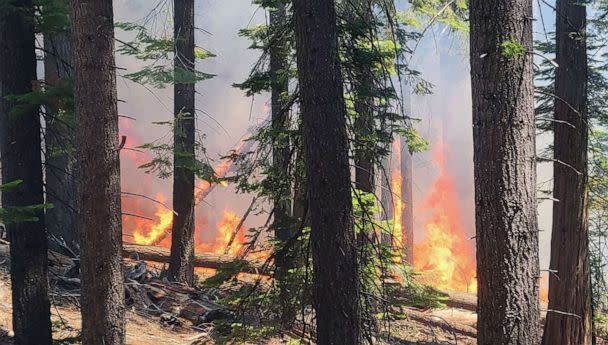 PHOTO: The Washburn fire burning near the lower portion of the Mariposa Grove in Yosemite National Park, July 7, 2022.  (National Park Service/AFP via Getty Images)