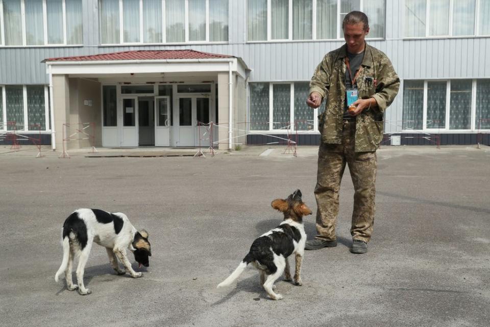 Sergey Shamray, trabajador de la planta nuclear de Chernóbil le da pedazos de pan a unos perros callejeros, en 2017.