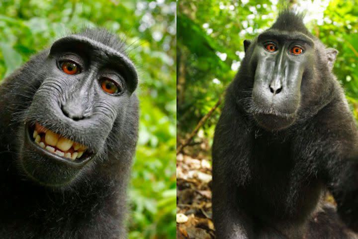 Meet the enchanting dusky leaf monkeys at #BerjayaLangkawiResort. 🐒🌿  These adorable primates add a touch of nature's magic to you