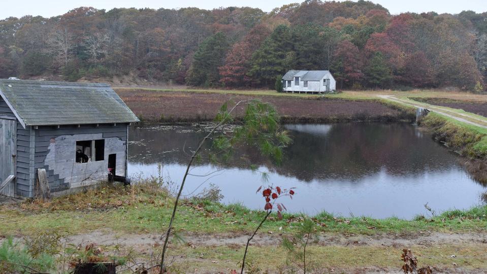 A cranberry bog at 948 River Road in Marstons Mills is being retired in a project of the Barnstable Clean Water Coalition. The coalition has received a $1.6 million state grant to return 78 acres of retired cranberry bogs to natural wetlands, to help clean an estuary downstream of nitrogen pollution.