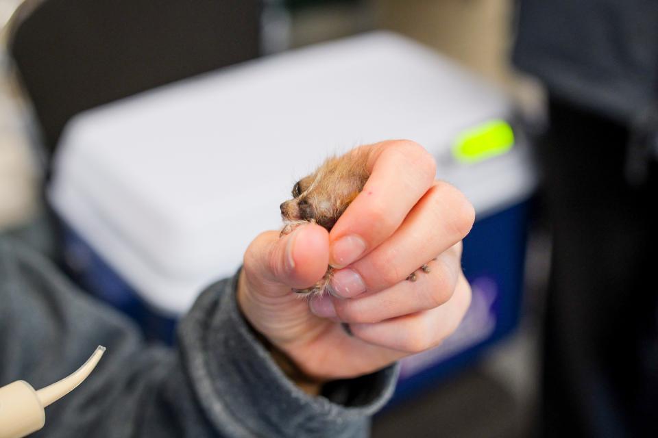 Meet Memphis Zoo's teeny new addition: a ping pong ball-sized pygmy slow loris.