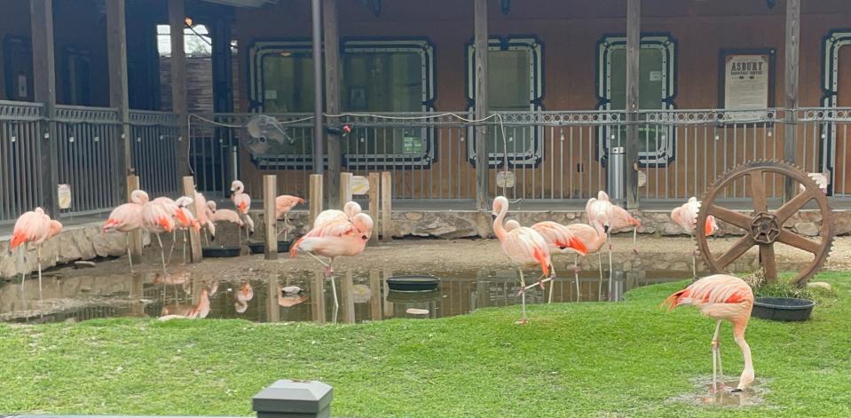 The Chilean flamingo exhibit is a staple at Hattiesburg, Miss., Zoo.