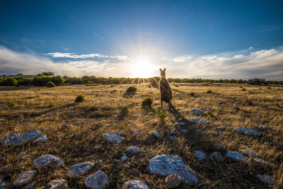 Kangaroo at Sunset