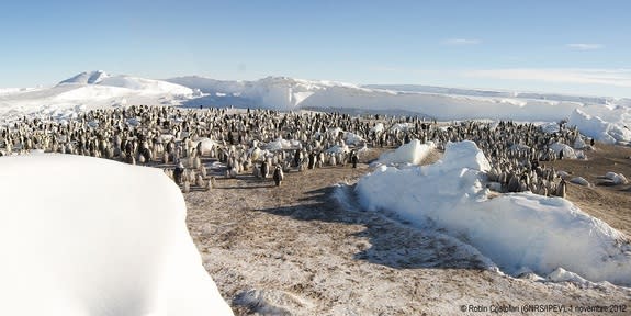 One of the new emperor penguin colonies observed by French researchers on Nov. 1, 2012.