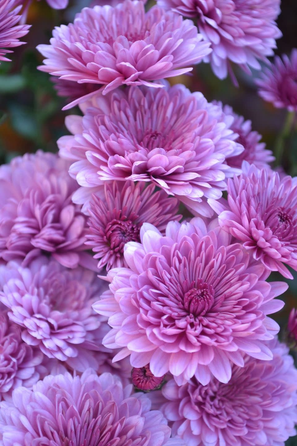 Chrysanthemum