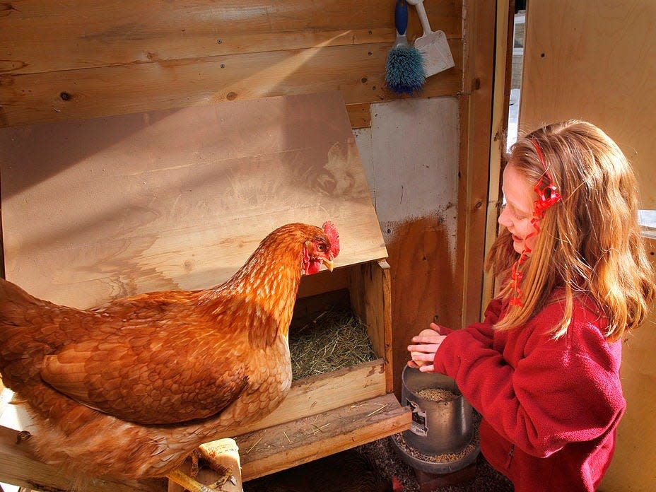 A girl fetches eggs from a hen in her family's chicken coop.