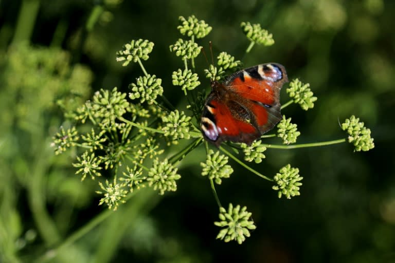 Una mariposa Aglais io vuela en la localidad albanesa de Divjake el 27 de mayo de 2024 (Adnan Beci)