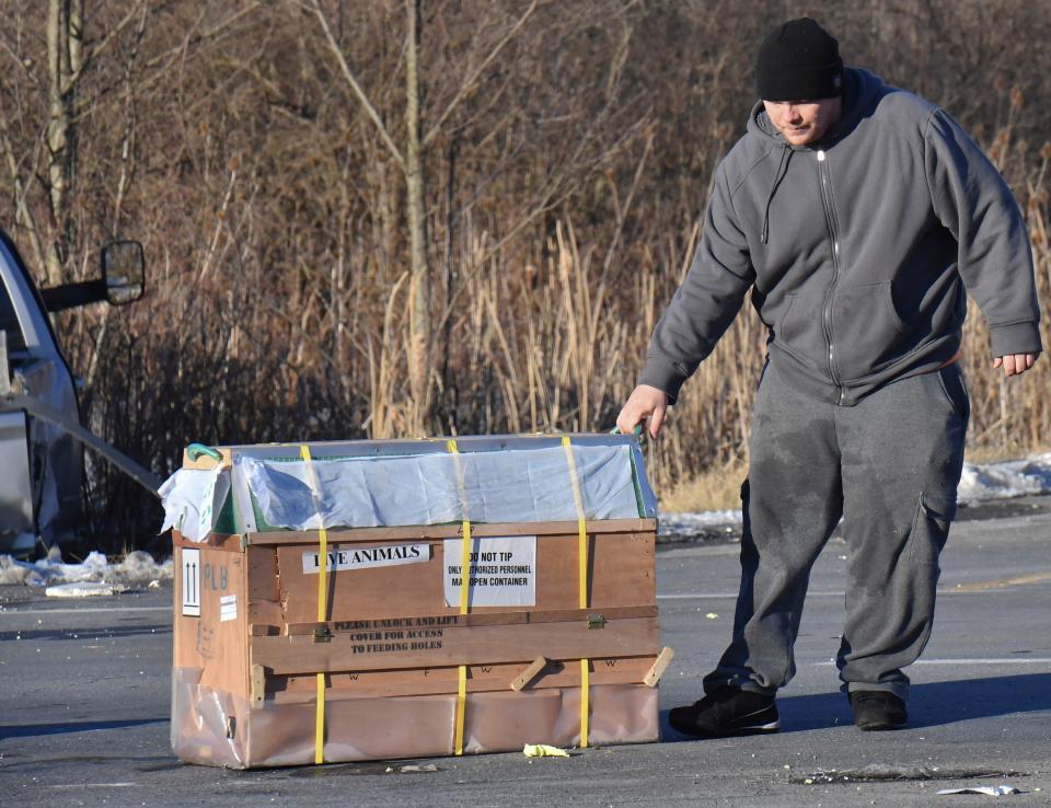 The driver of a pickup transporting monkeys pulls a crate of monkeys off of state Route 54 at the intersection with Interstate 80 near Danville, Pa., Friday, Jan. 21, 2022, after the pickup and trailer were hit by a dump truck.