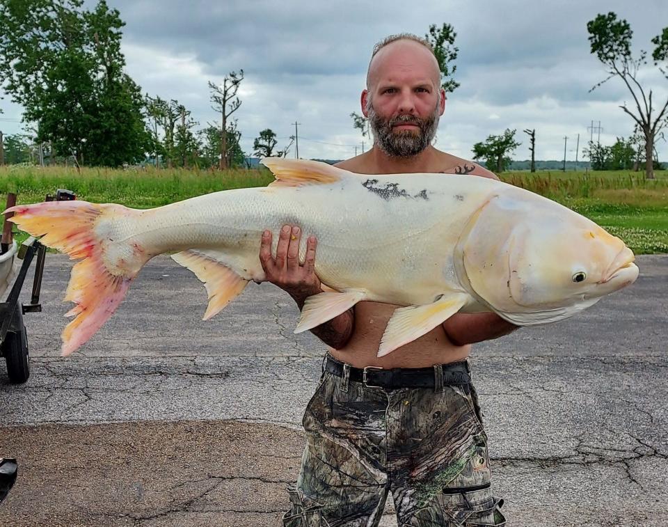Victor Siwik shows off the nearly 42-pound bighead carp with unique white and yellow features he caught in Reelfoot Lake.