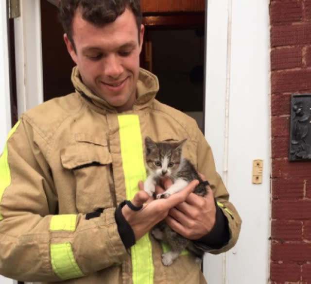 Kitten travels in car engine for 10 miles