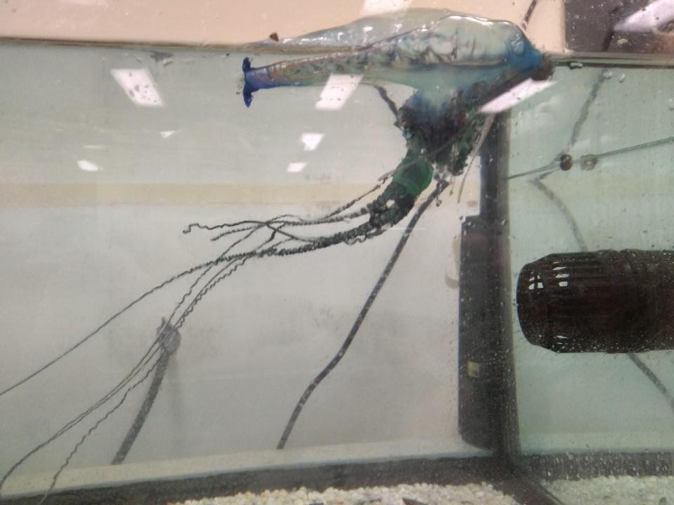 John Costello, a marine biology professor at Providence College, captured a Portuguese man o' war off Fort Wetherill in Jamestown and put it into a tank for observation by his students.