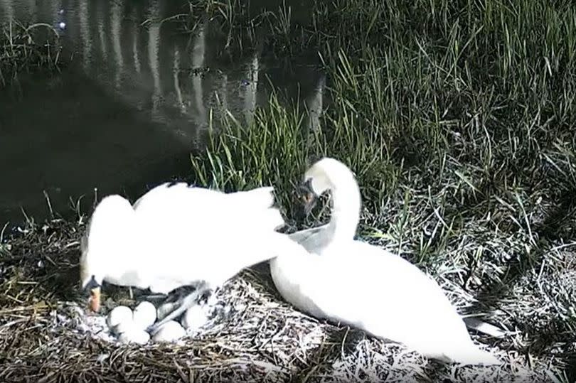 The Freshney swans appear to have a clutch of at least six eggs this year