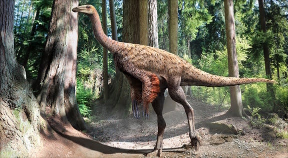 An illustration of <i>Ornithomimus</i> showing long and short feathers covering most of its body.