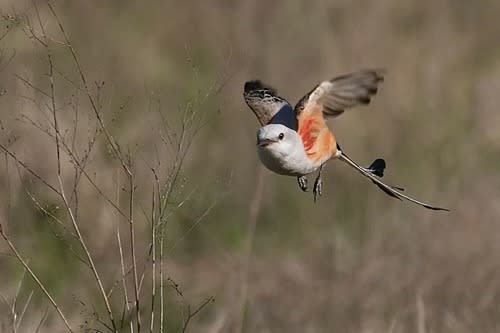 <em>Scissor-tailed Flycatcher flying<br>COURTESY: Jeff Osborne</em>