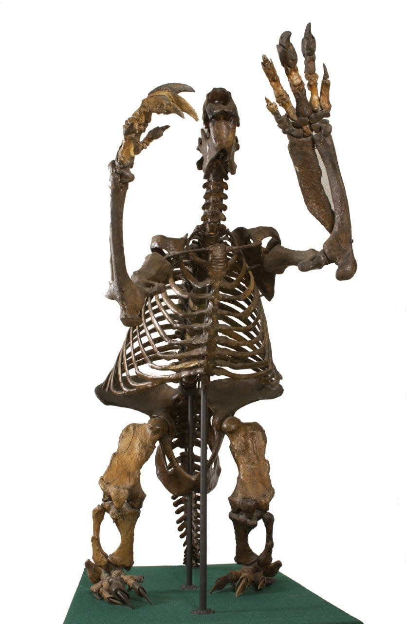 Skeleton of a Megalonyx jeffersonii, a giant ground sloth