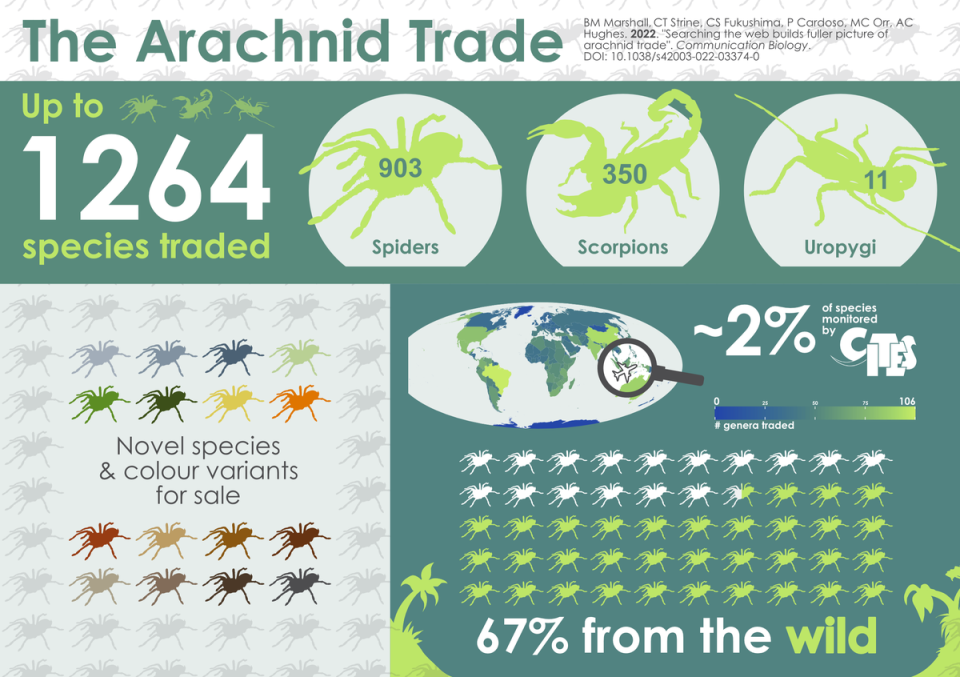 The study found over 1,000 spiders, scorpions and whip scorpions available for sale online (Ben Marshall)