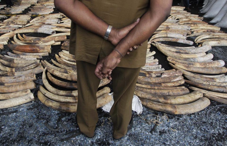 A Sri Lankan customs officer looks at seized elephant tusks at a customs warehouse in Colombo, Sri Lanka, Tuesday, May 22, 2012. The Sri Lankan customs officials Tuesday seized 400 tusks of African elephants at the Colombo Port from a Dubai bound transit cargo, customs officials said. (AP Photo/Eranga Jayawardena)