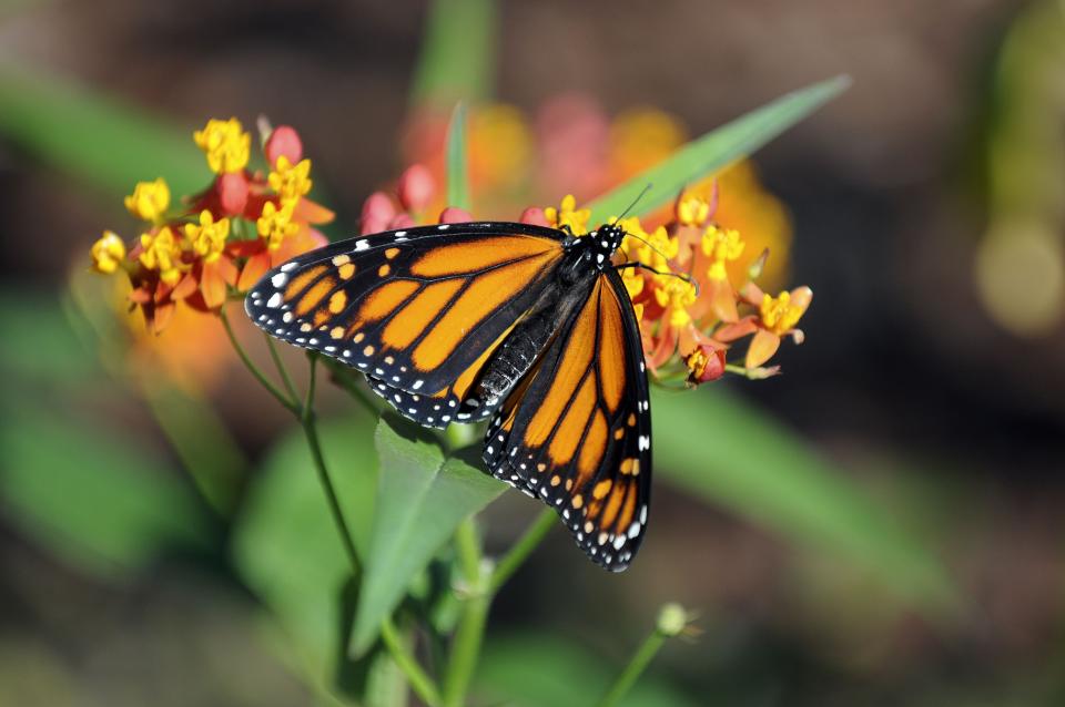 A monarch butterfly sips nectar from a milkweed flower at Rockledge Gardens.