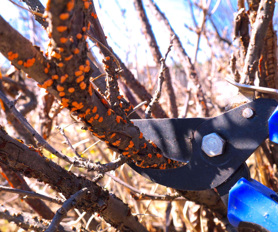 pruning disease branch of blackcurrant shrub