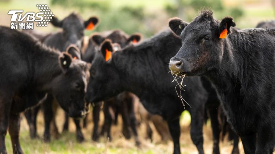 「Oumph」希望藉由人肉漢堡提醒人類審思對食用動物的意義。（示意圖／shutterstock達志影像）