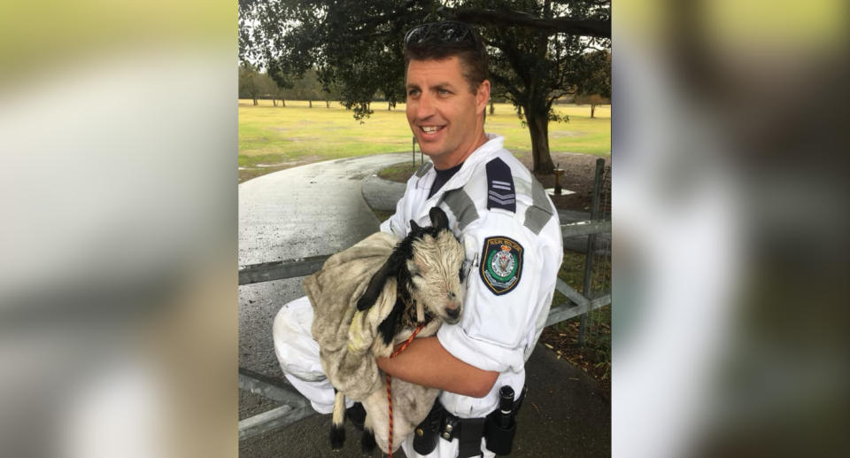 A NSW Police officer cradles a goat found in a Sydney canal near Marrickville Golf Club.