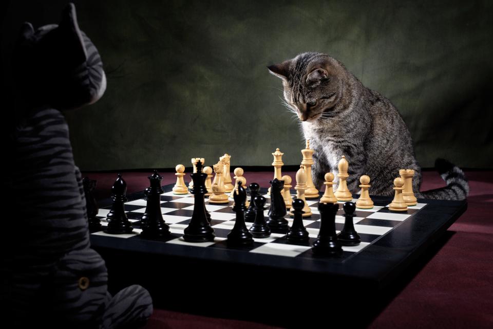 A cat stares at a chessboard.