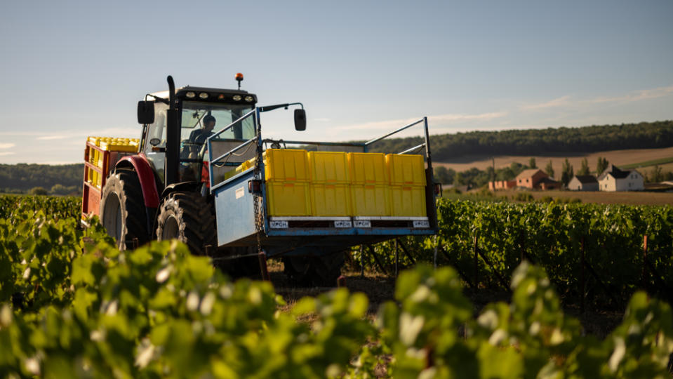 A tractor collecting grapes harvested in Champagne, France