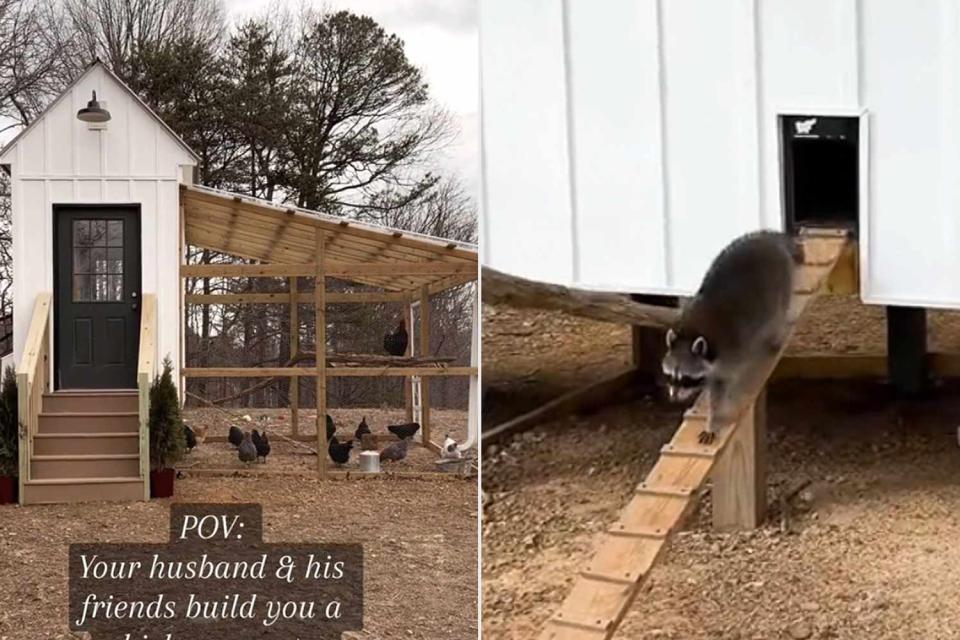 <p>Amanda Kaye Mitchell/Tiktok</p> Chicken coop with chickens (L), Raccoon strolling out of chicken coop (R)