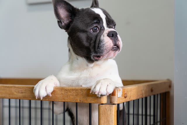 <p>Getty</p> A stock image of a French bulldog