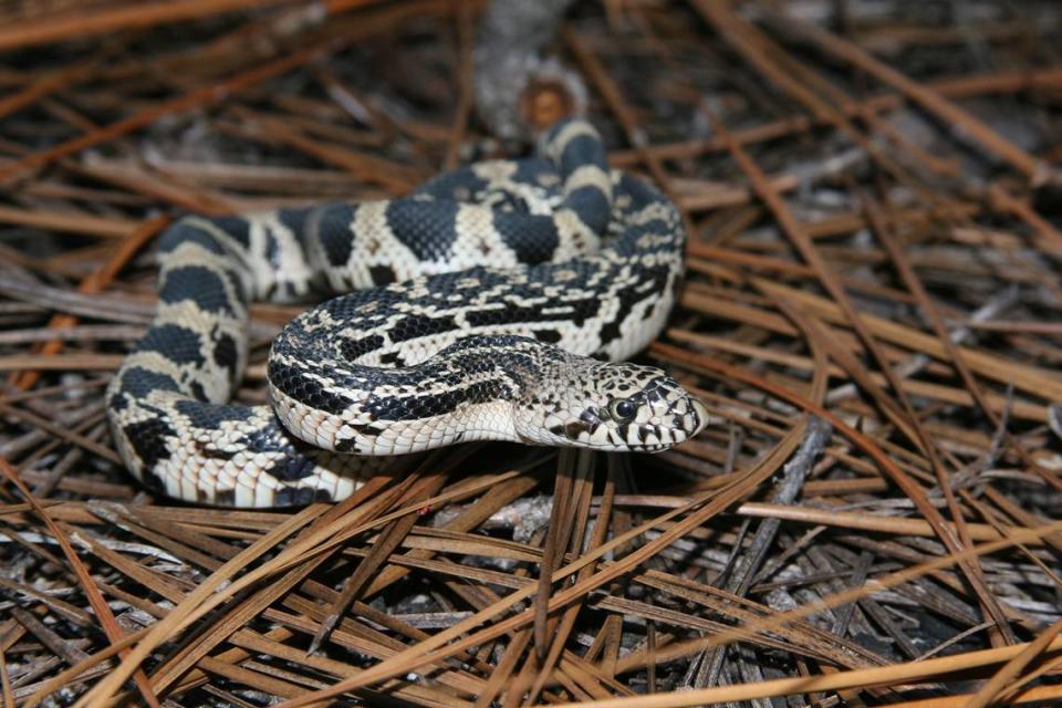 Wildlife Diversity biologists at the N.C. Wildlife Resources Commission request that if you see a snake, do not be alarmed, do not kill it, give it plenty of room, and if you see a pine snake or rattlesnake, report it. Jeff Hall, NC Wildlife Resources Commission