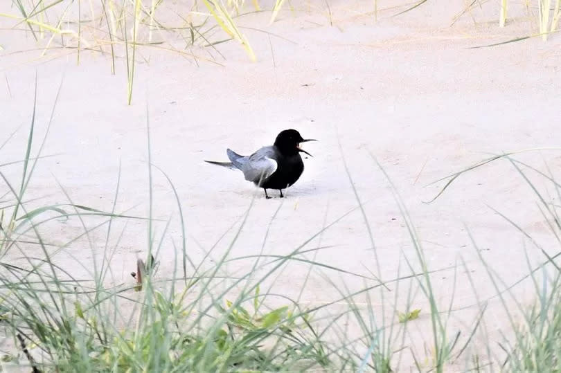American Black Tern at Long Nanny Nature Reserve in Northumberland