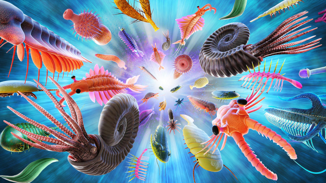  An illustration showing Cambrian creatures in a colorful explosion 
