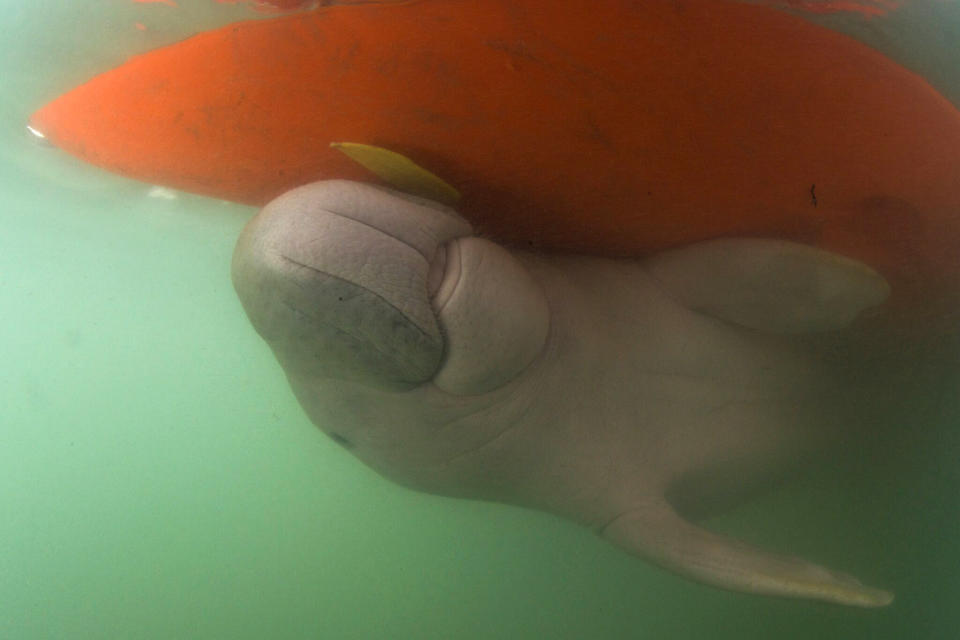 In this Thursday, May 23, 2019, photo, Marium, an estimated 5-month-old female dugong baby separated from her mother, swims under a boat hull near the Libong island, in Trang province, southern Thailand. The baby dugong that has developed an attachment to humans after getting lost in the ocean off southern Thailand is being nurtured by marine experts in hopes that it can one day fend for itself. (Sirachai Arunrugstichai via AP)