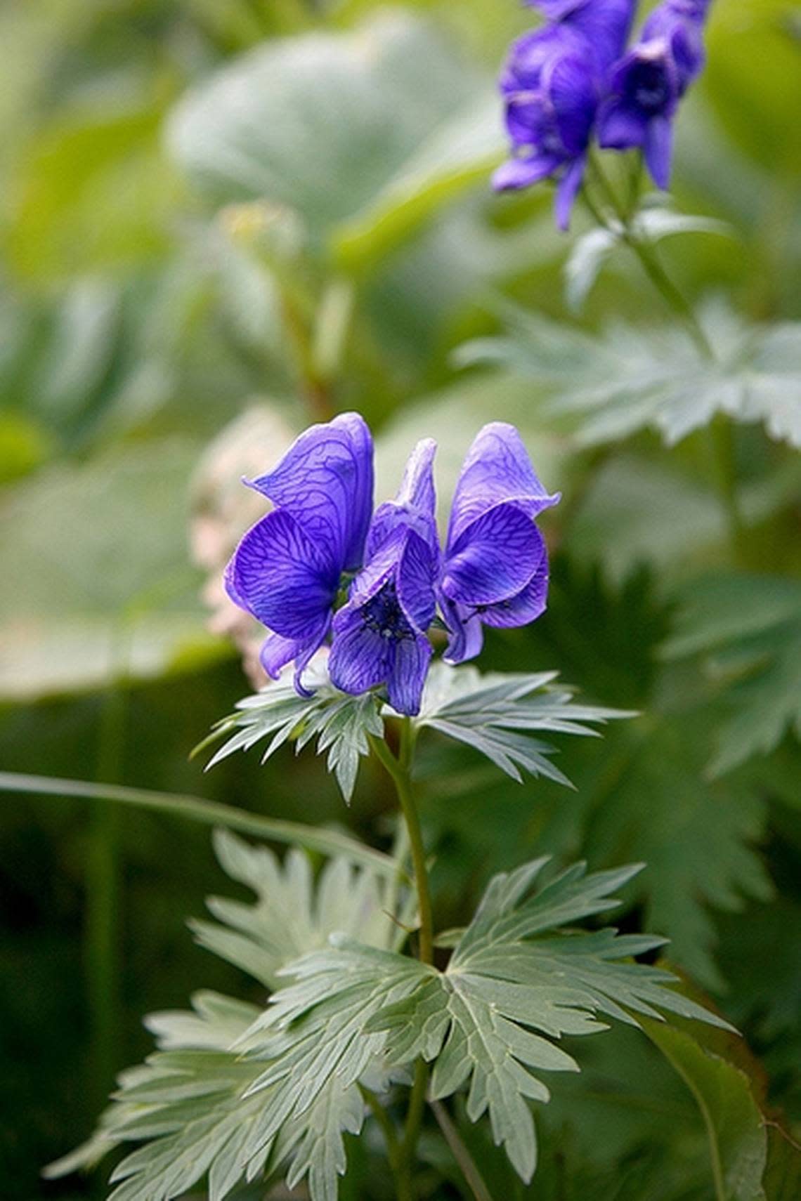 Aconitum