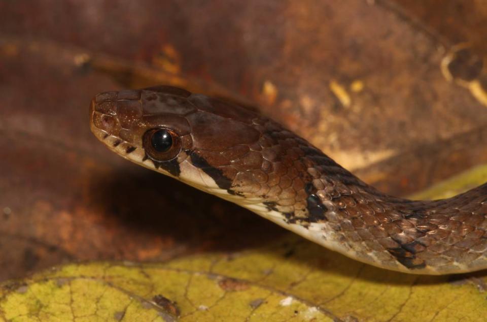 A close-up of the head of a Sahyadriophis uttaraghati, or Northern Sahyadri keelback snake.
