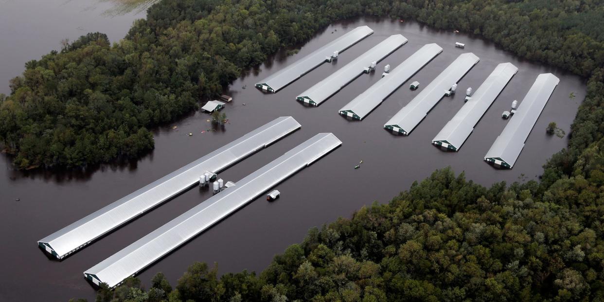 chicken hurricane florence 1