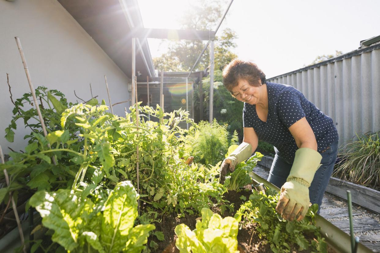 Senior asian woman gardening at her home in Perth, Australia.