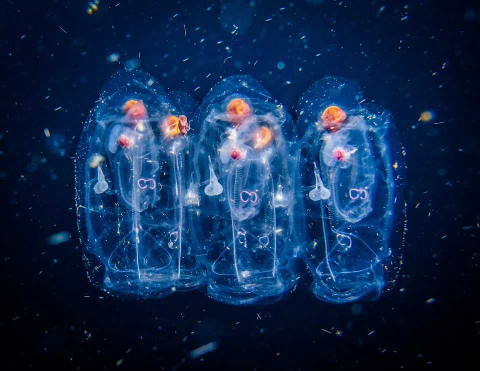 Estas interesantes criaturas defecan una bola cargada de CO2 que cae rápidamente a las profundidades marinas (Foto:Getty)