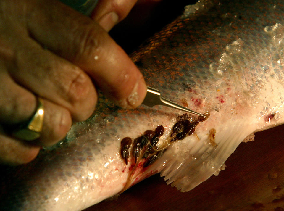 A specimen of sea-lice is removed from a salmon during earlier research (Colin McPherson/Corbis via Getty Images)