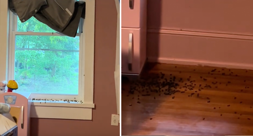 Bees crawl along the window sill (left) and are on the floor of the bedroom (right). 