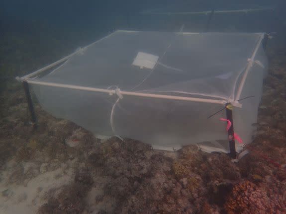 Underwater mesh tents used to reintroduce coral spawn.