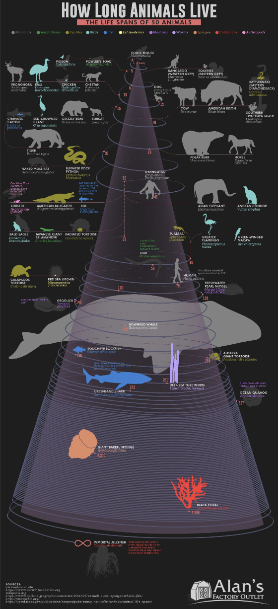 "How long animals live"